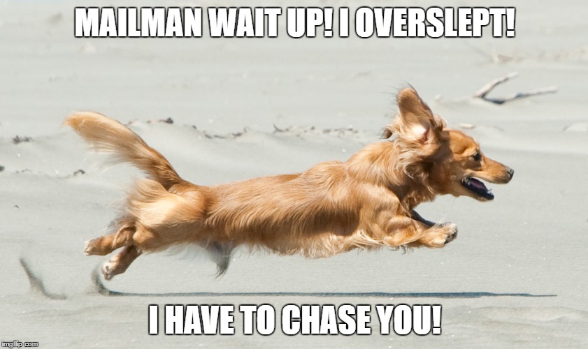 Chase the mailman