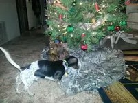 both tree.webp