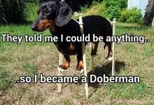 Doberman1.webp