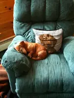 Sam Sleeping.webp