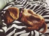 piper sleepy 2.webp