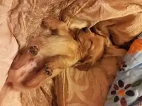 puppy lovey 2.webp