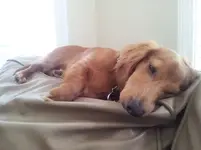lovey at 8 months.webp