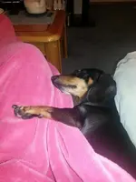 harley sleeping1.webp