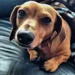 BAILEY NOSE.webp