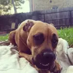 Stella.webp