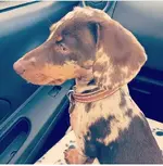 coco.webp
