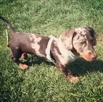 coco2.webp