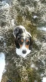 daphne.webp