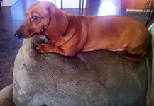 penny.webp