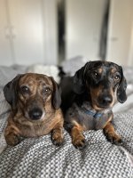 IMG_0309.jpeg