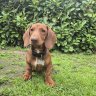 Dugthedach