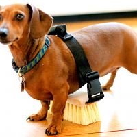The-dachshund-cleaner