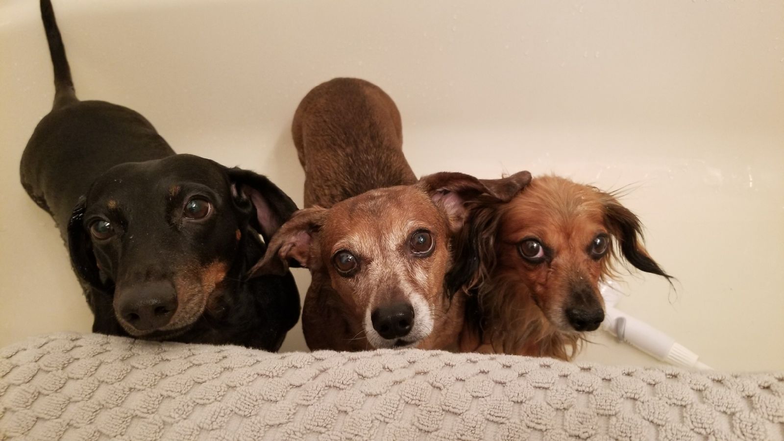 Rub a dub dub 3 pups in a tub