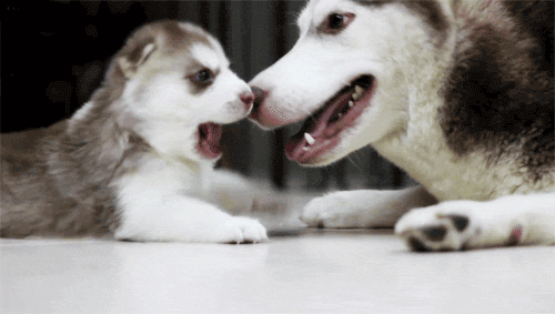 tumblr_mftghwt33M1r8xgqwo1_500.gif
