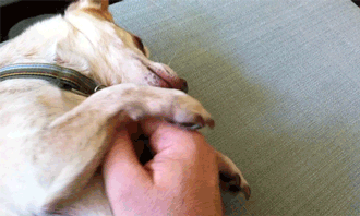 belly-rubs.gif