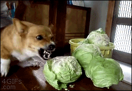 tumblr_n531kc7zFf1sllg9yo8_400.gif