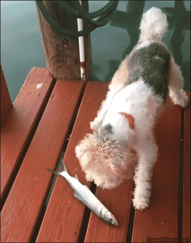 tumblr_n6aagmwEeV1tv4atfo1_400.gif