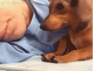 giphy.gif