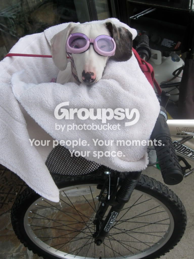 Springdogs047.jpg