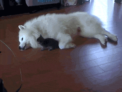 CuteDog1_zpsec8e540a.gif