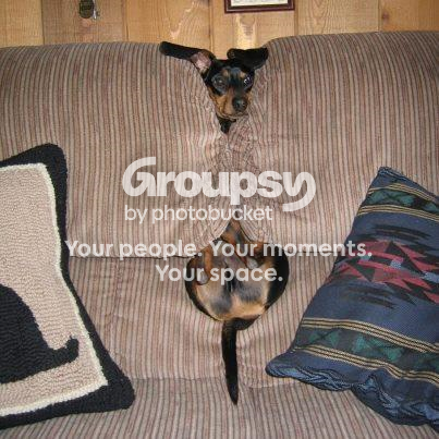 colddoxie.png