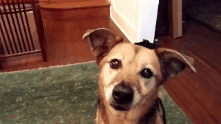 tumblr_nzw7gzxIQ71ujpitbo1_400.gif