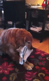tumblr_lxq68fe0Gr1qzcv7no9_r1_250.gif