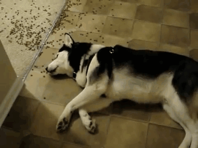 lazydog_zps74486c78.gif
