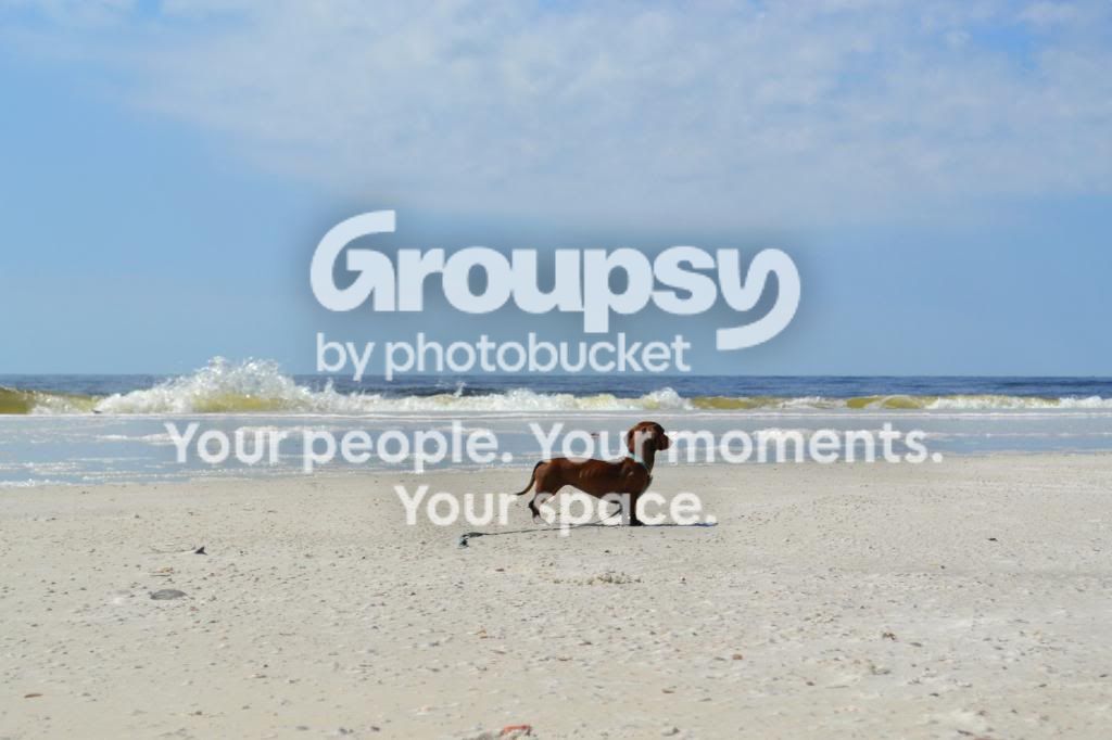 nolabeach7.jpg