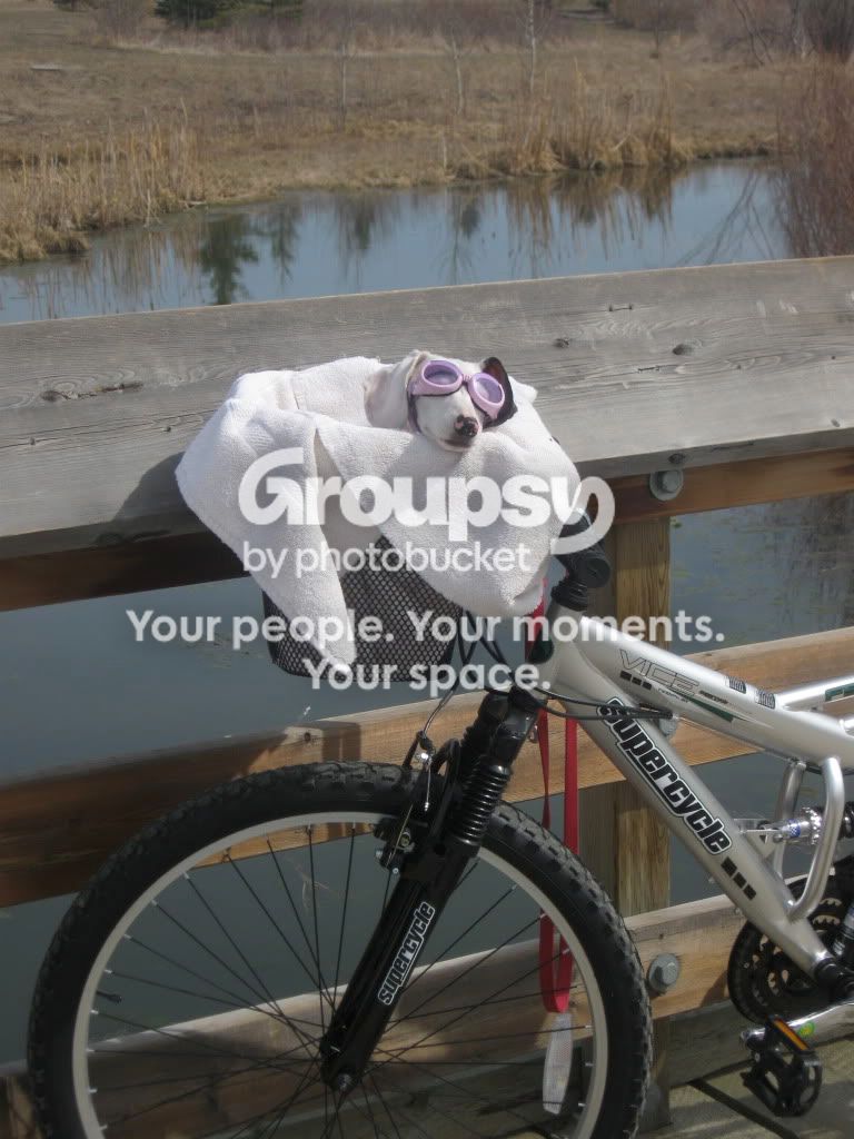Springdogs050.jpg