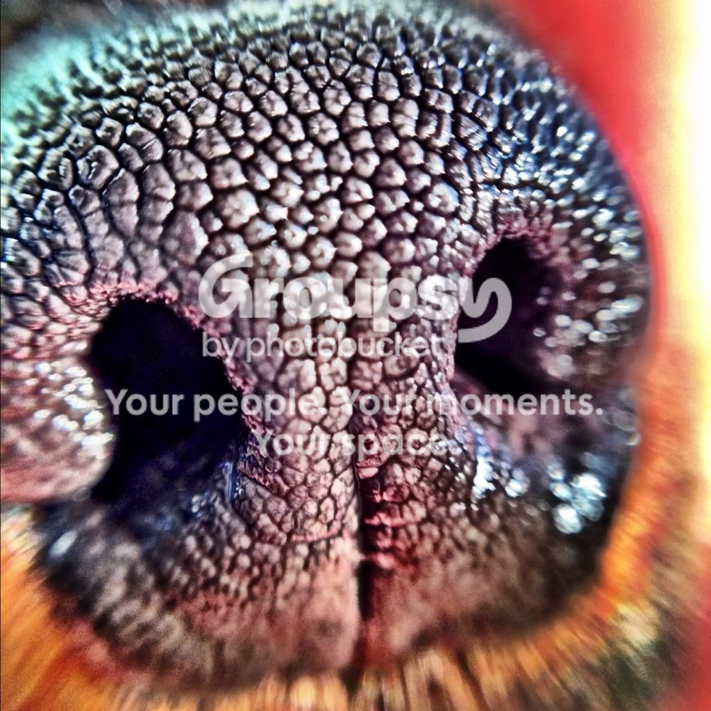 ZeldaNoseMacro_zps5a44a014.jpg