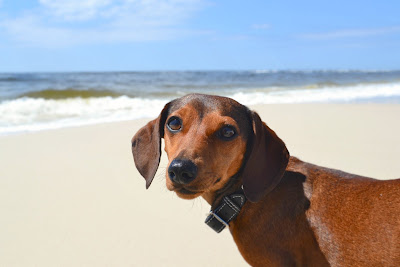 beach+nola+1.jpg