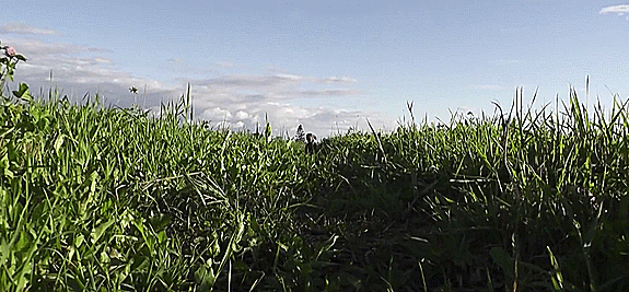 4.gif