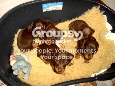 IMGP3387_zps7a533d27.jpg