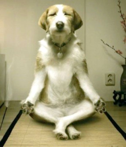 a-weird-dog-yoga11.png