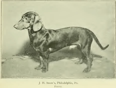 1897dachshund.jpg