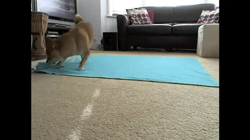 tumblr_mamhjy0BkT1qhh2mzo1_500.gif