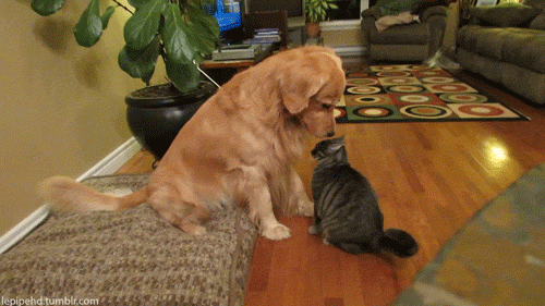 CatDog2_zps41913f37.gif